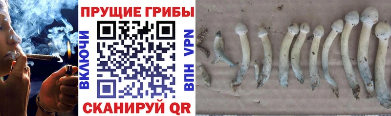 Галлюциногенные грибы GOLDEN TEACHER  магазин    Велиж 